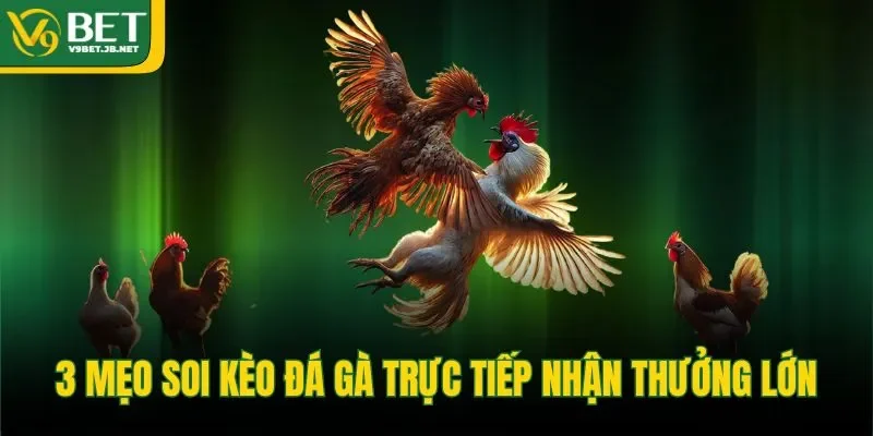 3 mẹo soi kèo đá gà trực tiếp nhận thưởng lớn