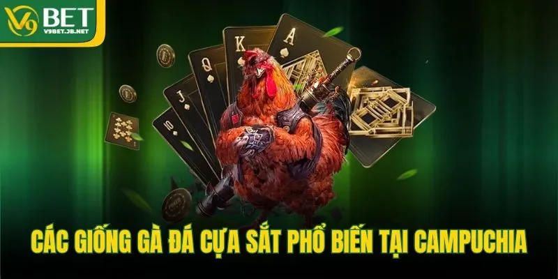 Các giống gà đá cựa sắt phổ biến tại Campuchia