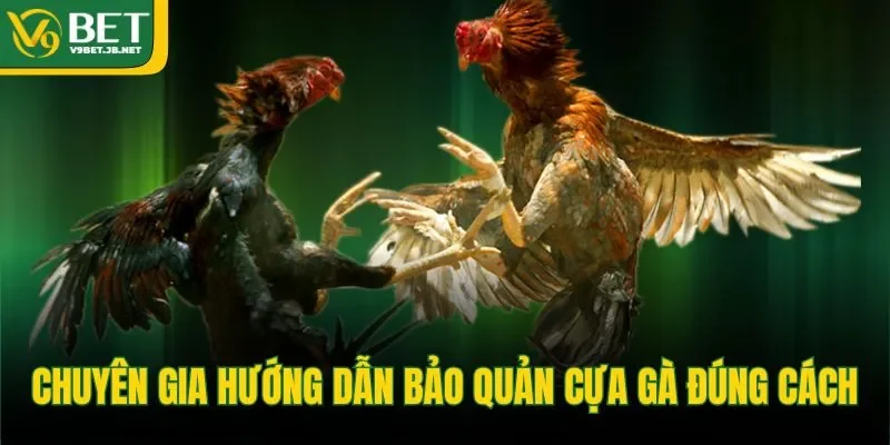 Chuyên gia hướng dẫn bảo quản cựa gà đúng cách