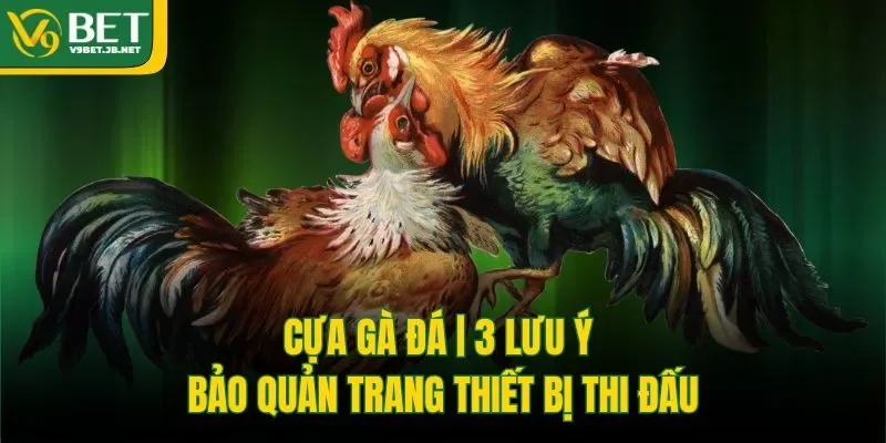 Cựa Gà Đá | 3 Lưu Ý Bảo Quản Trang Thiết Bị Thi Đấu