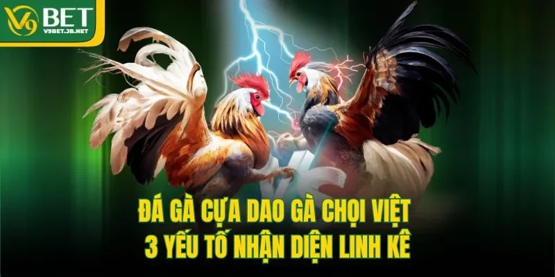 Đá Gà Cựa Dao Gà Chọi Việt | 3 Yếu Tố Nhận Diện Linh Kê