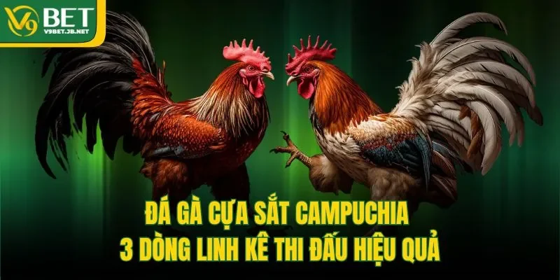 Đá Gà Cựa Sắt Campuchia | 3 Dòng Linh Kê Thi Đấu Hiệu Quả