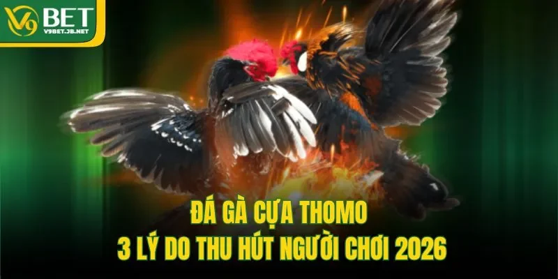 Đá Gà Cựa Thomo | 3 Lý Do Thu Hút Người Chơi 2026
