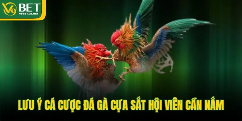 Lưu ý cá cược đá gà cựa sắt hội viên cần nắm