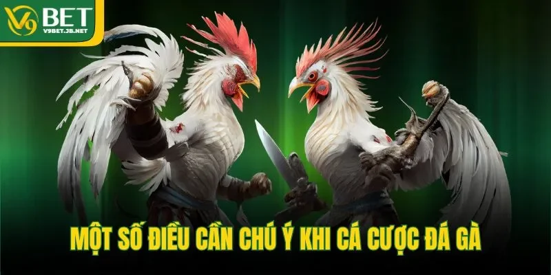 Một số điều cần chú ý khi cá cược đá gà