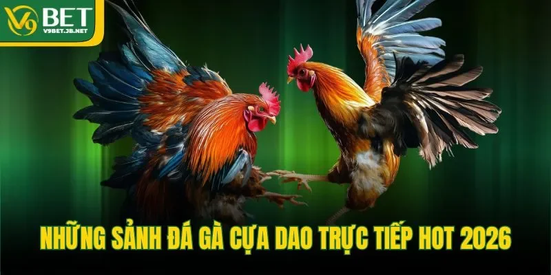 Những sảnh đá gà cựa dao trực tiếp hot 2026