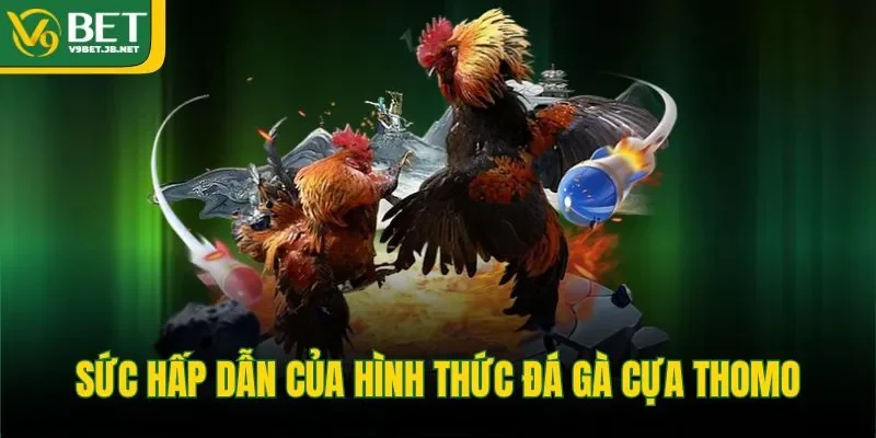 Sức hấp dẫn của hình thức đá gà cựa Thomo 