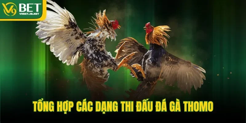 Tổng hợp các dạng thi đấu đá gà Thomo
