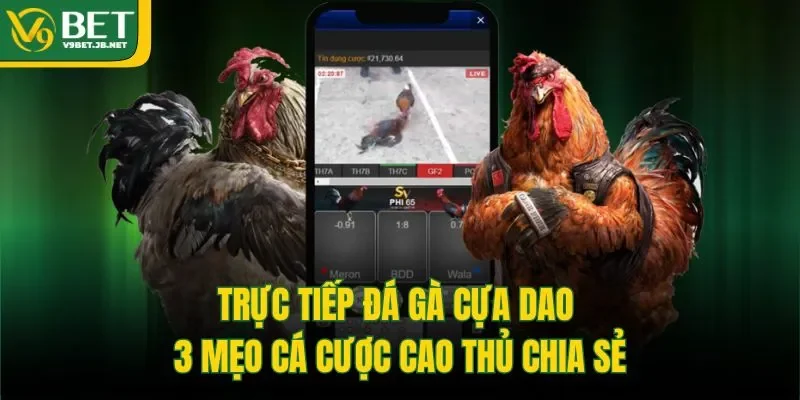Trực Tiếp Đá Gà Cựa Dao | 3 Mẹo Cá Cược Cao Thủ Chia Sẻ